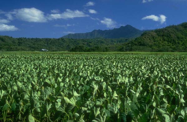 Agriculture