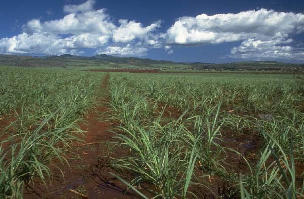 Agriculture