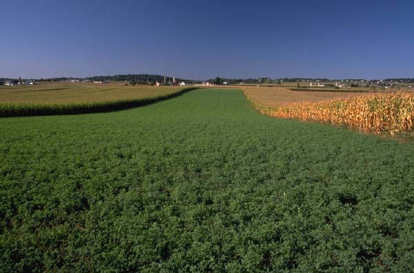 Agriculture